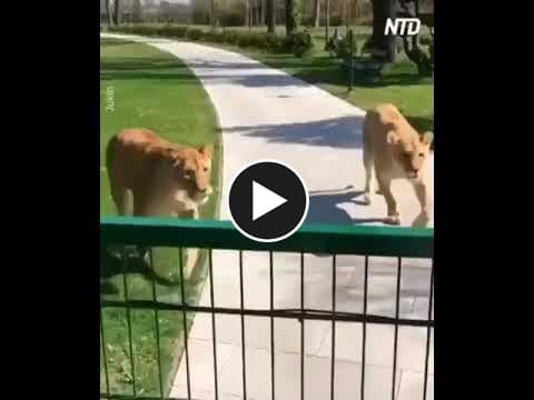 Video - animals that love