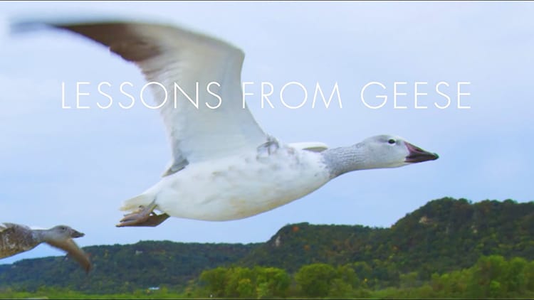 Video - Geese
