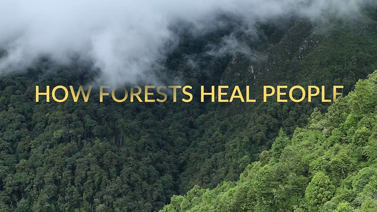 Video - Forest Bathing