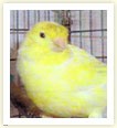 Bhakti the Canary, California, USA